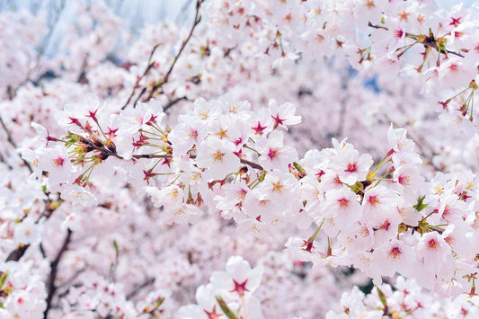 Image capturant la beauté des feuilles de cerisier aux teintes roses : une vue rapprochée mettant en évidence les feuilles délicates et colorées, évoquant la douceur et l'élégance de cette célèbre floraison printanière.