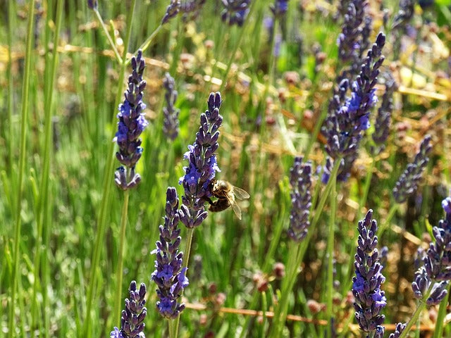 Image d'une abeille butinant une fleur de lavande, capturant l'instant où elle se délecte du nectar, avec ses ailes délicates et son pelage rayé contrastant avec les pétales mauves.