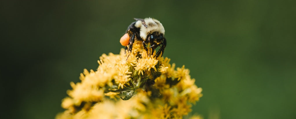 Une photographie en gros plan d'une abeille butinant une fleur jaune vibrante, illustrant le processus de pollinisation.