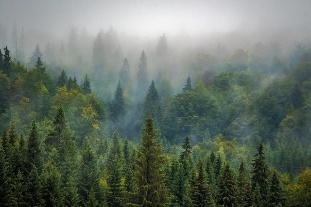 les arbres d'une forêt croate, enveloppée dans une brume blanche.