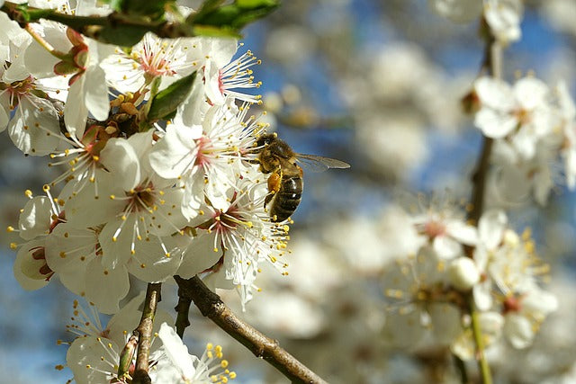 une abeille butinant les fleurs de cerisier : une vue rapprochée capturant l'instant où une abeille laborieuse se délecte du nectar des délicates fleurs de cerisier en pleine floraison