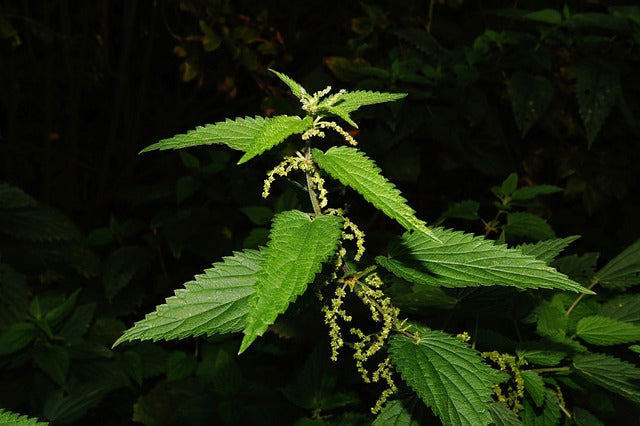 Une image mettant en avant des feuilles d'ortie d'un vert vif, symboles de la vitalité et de la fraîcheur de cette plante aux multiples bienfaits pour la santé.