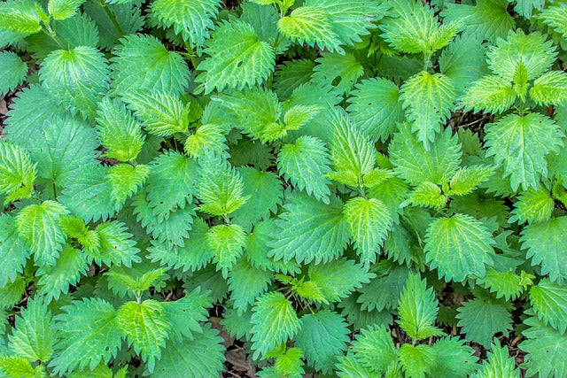 Une image mettant en avant des feuilles d'ortie d'un vert vif, symboles de la vitalité et de la fraîcheur de cette plante aux multiples bienfaits pour la santé.