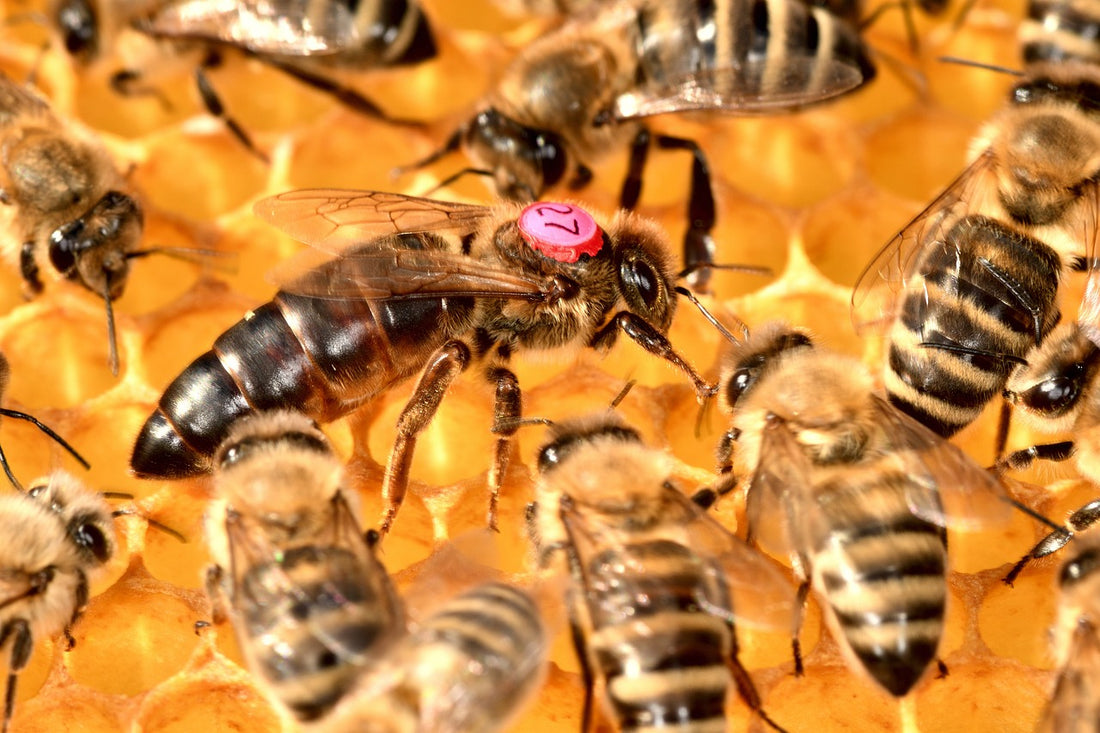 Une photo en gros plan d'une abeille se tenant sur une alvéole dans une ruche, entourée d'une multitude d'autres abeille.