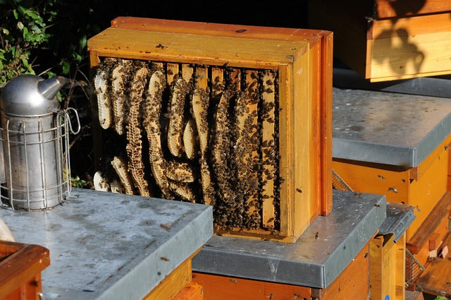 une ruche en bois abritant une colonie d'abeilles actives : des centaines d'abeilles s'affairent autour de la ruche, entrant et sortant avec diligence.