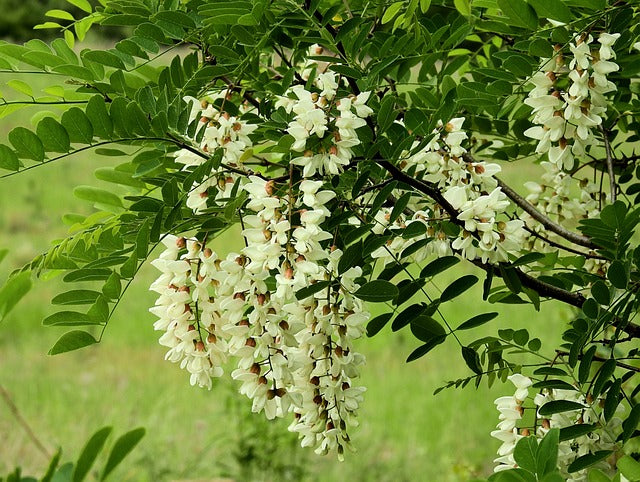 Image des fleurs blanches de l'acacia.