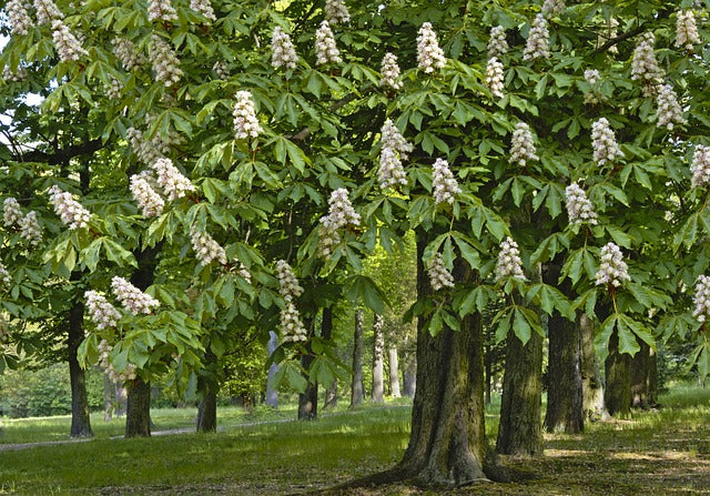 Photo d'arbres de châtaigniers en fleurs : une scène printanière où les majestueux arbres de châtaignier sont couverts de grappes de fleurs blanches.